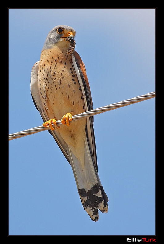 Küçük kerkenez » Lesser Kestrel » Falco naumanni