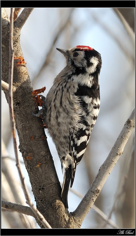 Küçük ağaçkakan » Lesser Spotted Woodpecker » Dryobates minor