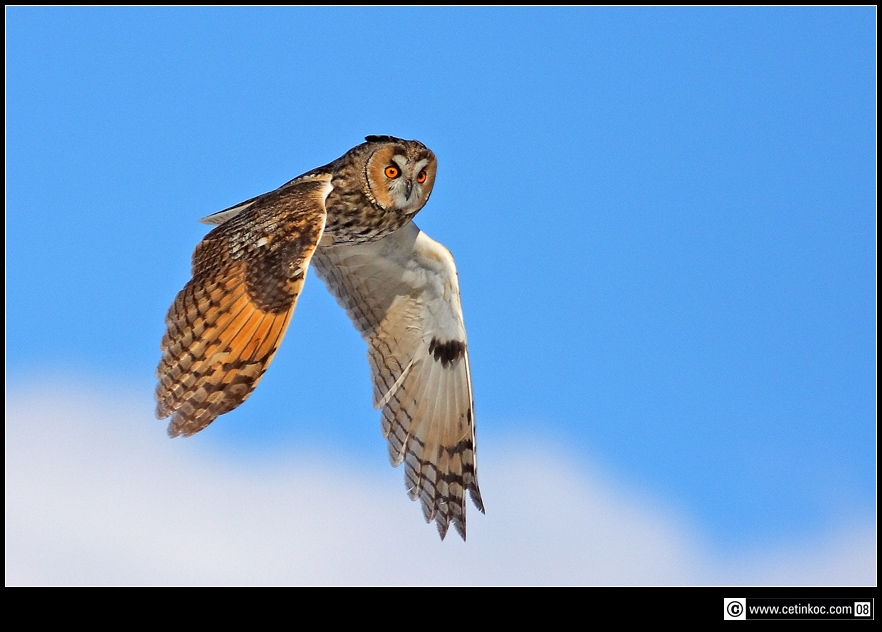 Kulaklı orman baykuşu » Long-eared Owl » Asio otus