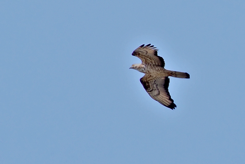 Arı şahini » European Honey Buzzard » Pernis apivorus