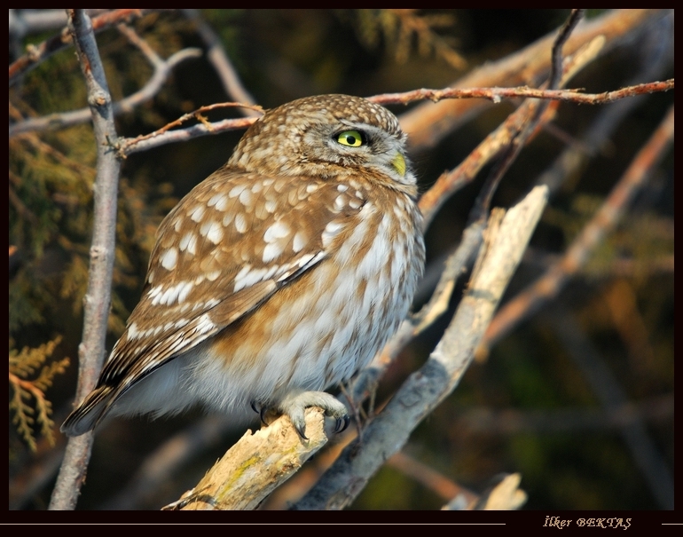 Kukumav » Little Owl » Athene noctua