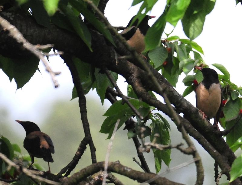 Alasığırcık » Rosy Starling » Pastor roseus