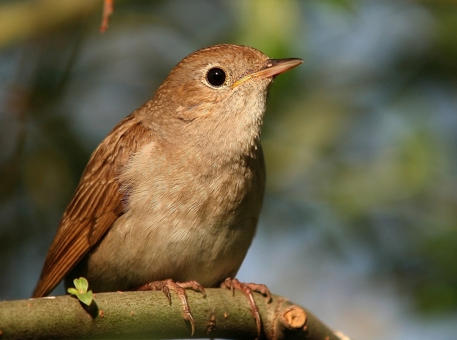 Bülbül » Common Nightingale » Luscinia megarhynchos