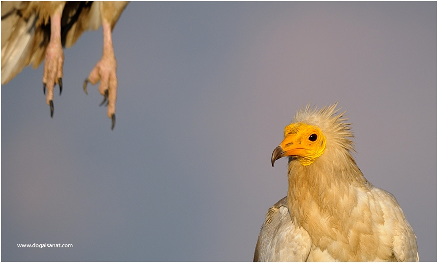 Küçük akbaba » Egyptian Vulture » Neophron percnopterus
