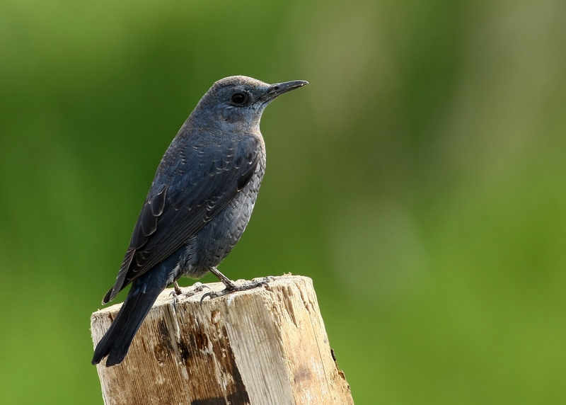 Gökardıç » Blue Rock Thrush » Monticola solitarius