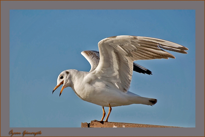 Karabaş martı » Black-headed Gull » Chroicocephalus ridibundus