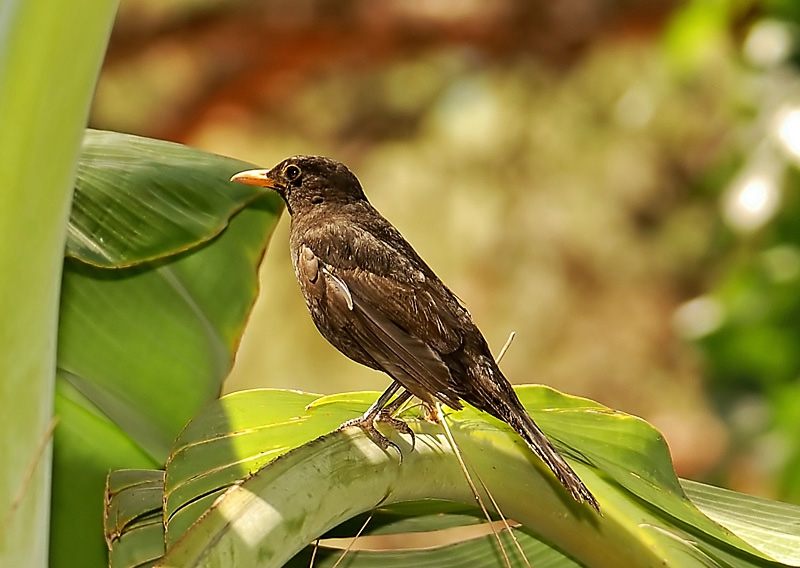 Karatavuk