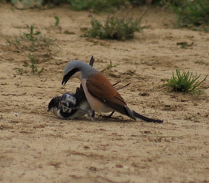 Kızılsırtlı örümcekkuşu » Red-backed Shrike » Lanius collurio