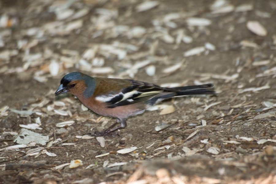 İspinoz » Eurasian Chaffinch » Fringilla coelebs