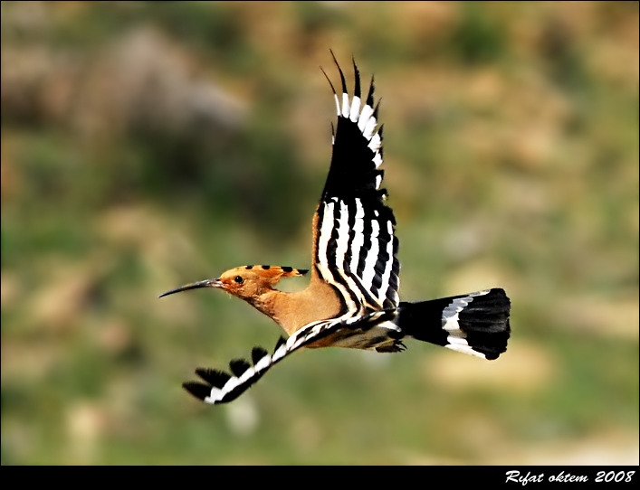 İbibik » Eurasian Hoopoe » Upupa epops