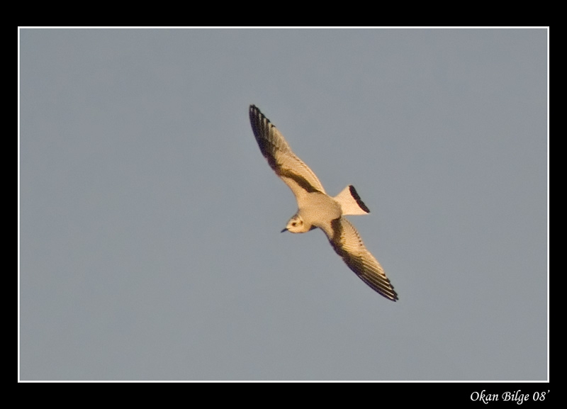 Küçük martı » Little Gull » Hydrocoloeus minutus
