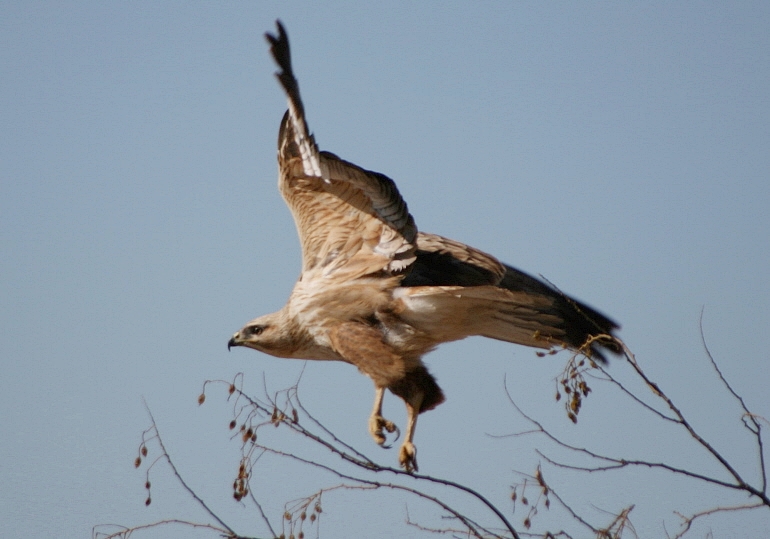 Kızıl şahin » Long-legged Buzzard » Buteo rufinus