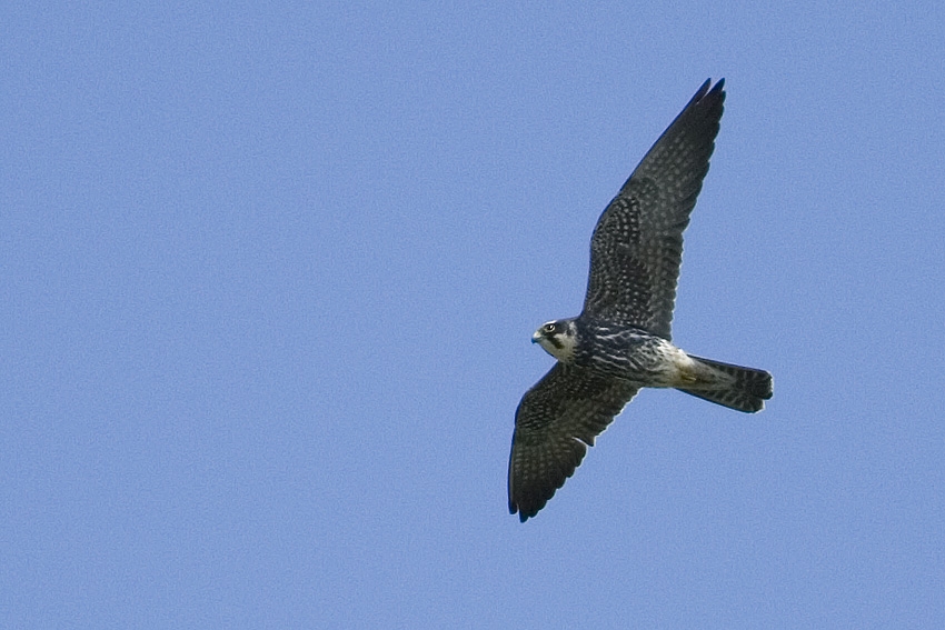 Delice doğan » Eurasian Hobby » Falco subbuteo