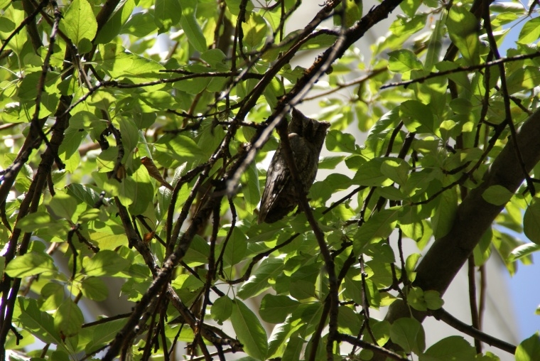 İshakkuşu » Eurasian Scops Owl » Otus scops