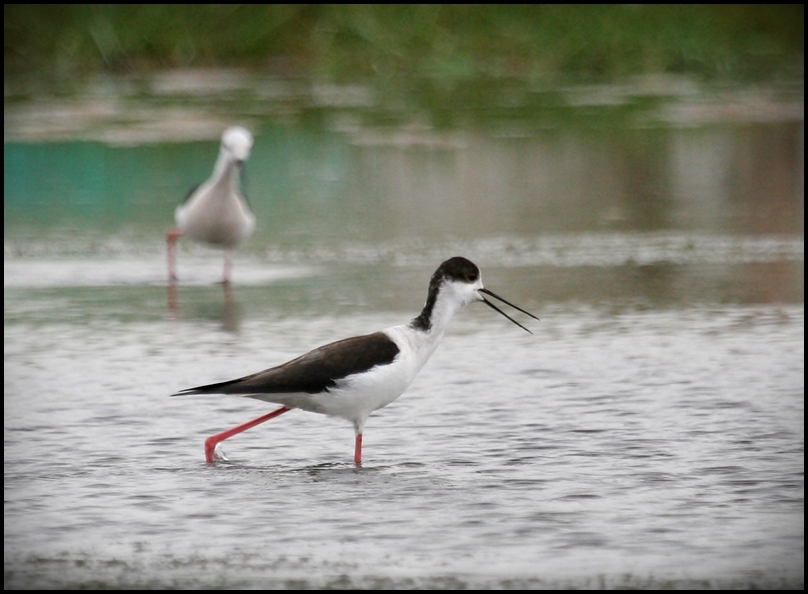 Uzunbacak » Black-winged Stilt » Himantopus himantopus