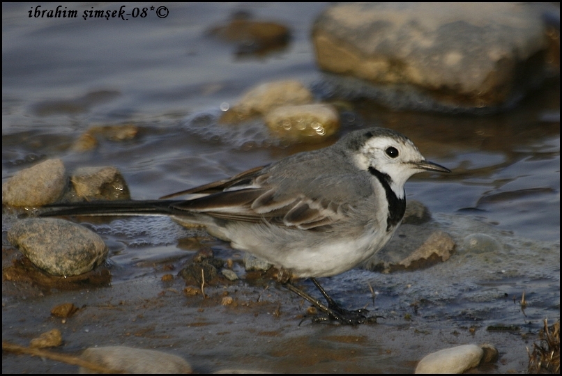 Ak kuyruksallayan » White Wagtail » Motacilla alba