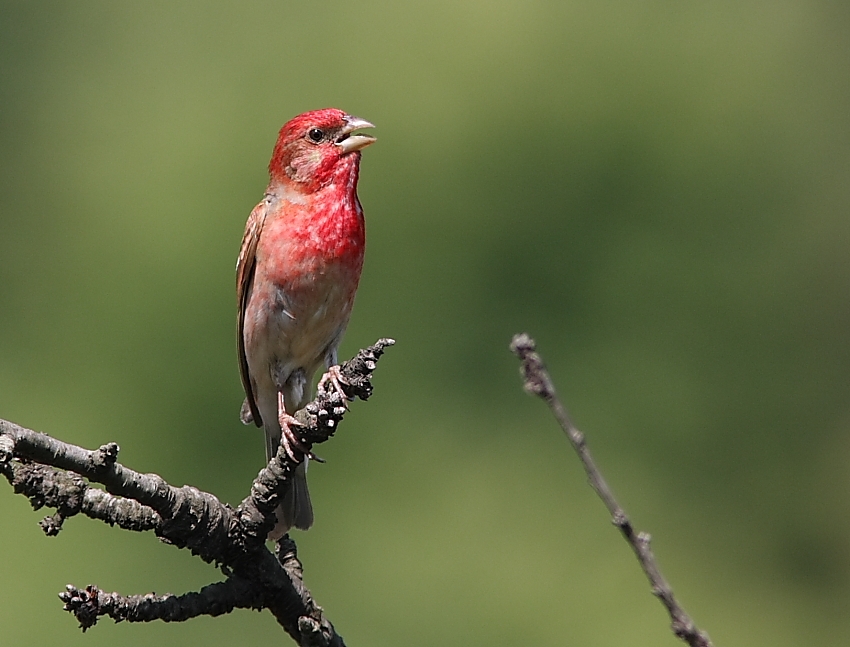 Çütre » Common Rosefinch » Carpodacus erythrinus