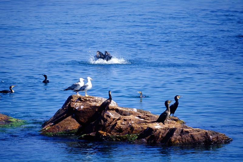 Karabatak » Great Cormorant » Phalacrocorax carbo