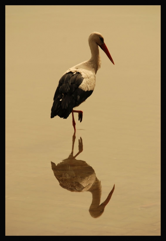 Leylek » White Stork » Ciconia ciconia