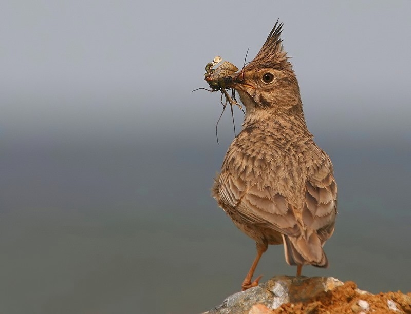 Tepeli toygar » Crested Lark » Galerida cristata