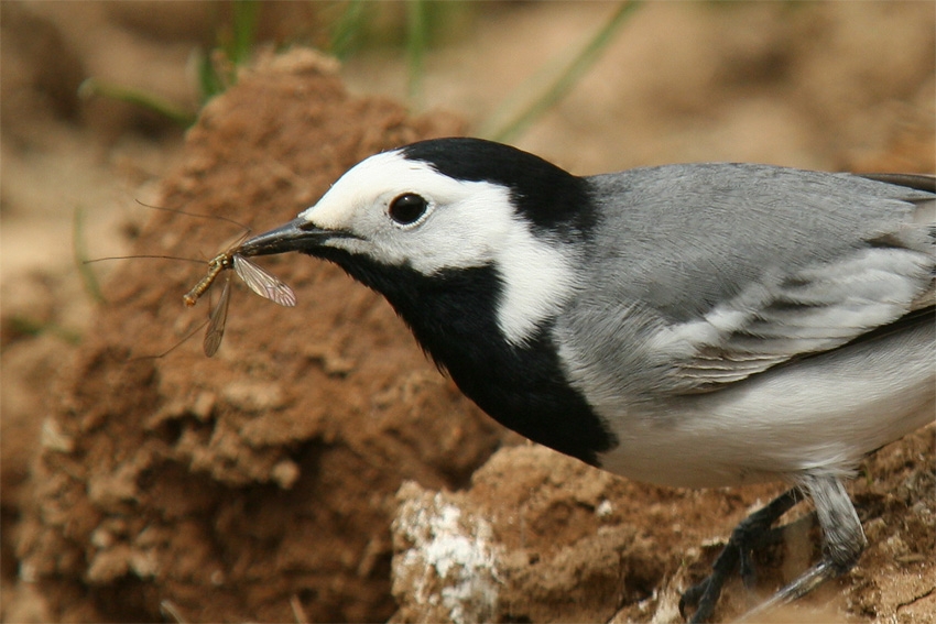 Ak kuyruksallayan » White Wagtail » Motacilla alba