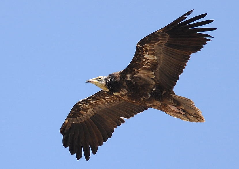 Küçük akbaba » Egyptian Vulture » Neophron percnopterus