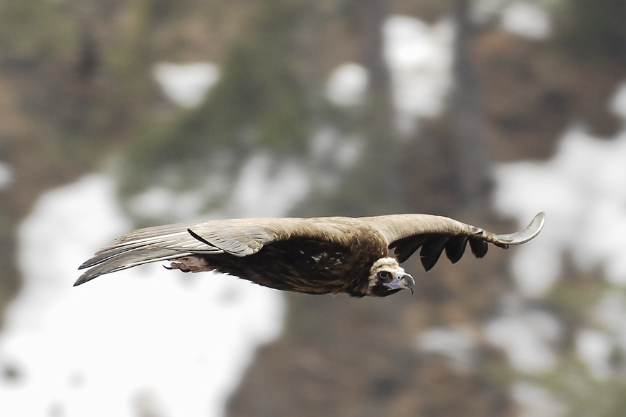 Kara akbaba » Cinereous Vulture » Aegypius monachus