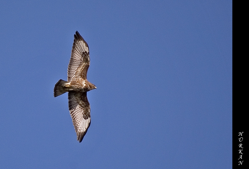 Şahin » Common Buzzard » Buteo buteo