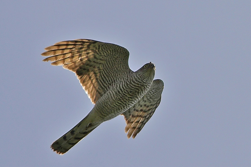 Atmaca » Eurasian Sparrowhawk » Accipiter nisus