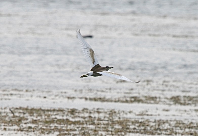 Alaca balıkçıl » Squacco Heron » Ardeola ralloides