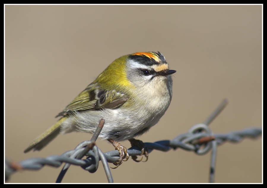 Sürmeli çalıkuşu » Common Firecrest » Regulus ignicapilla