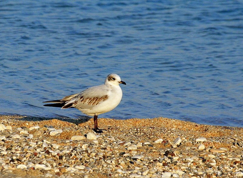 Akdeniz martısı » Mediterranean Gull » Ichthyaetus melanocephalus