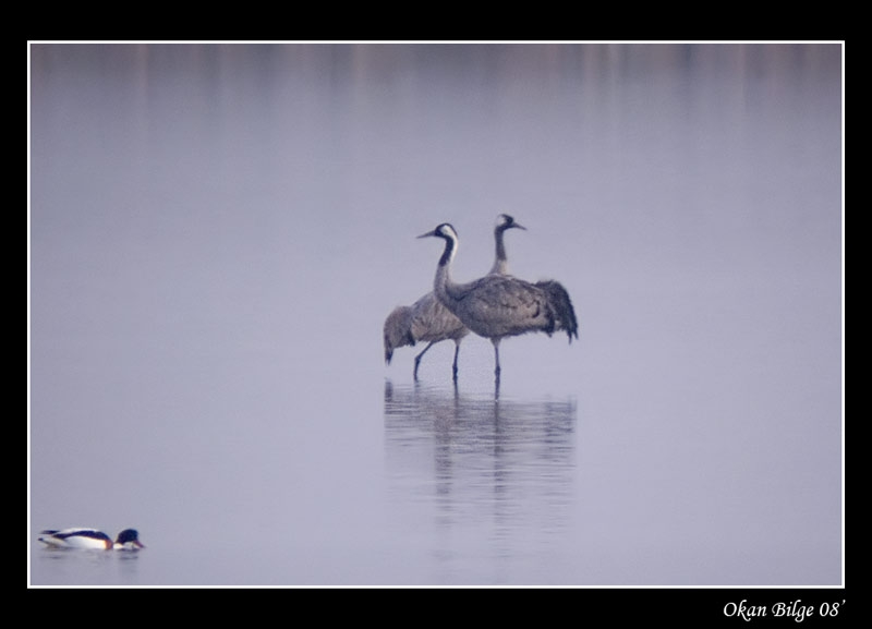 Turna » Common Crane » Grus grus