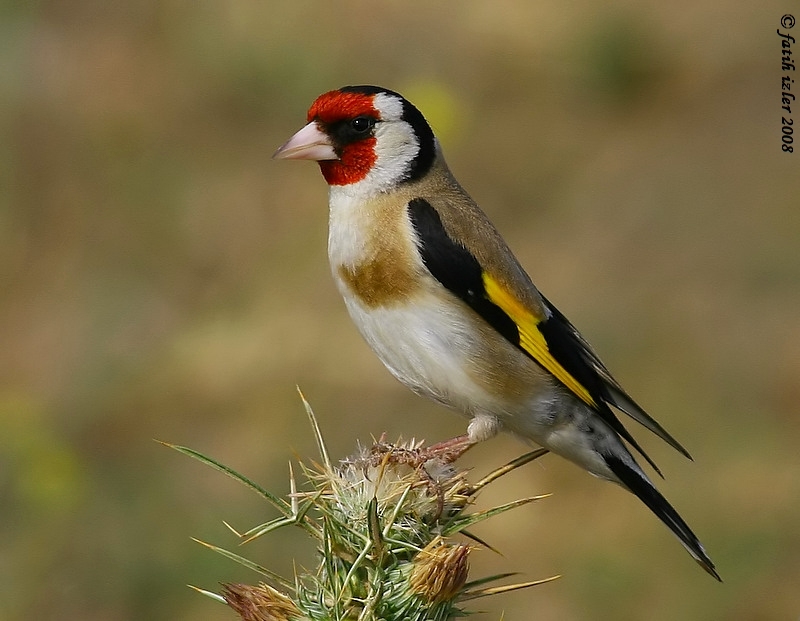 Saka » European Goldfinch » Carduelis carduelis