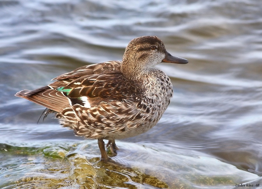 Çamurcun » Eurasian Teal » Anas crecca