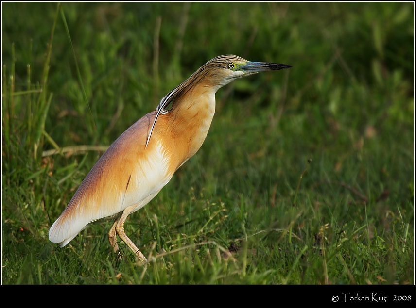 Alaca balıkçıl » Squacco Heron » Ardeola ralloides