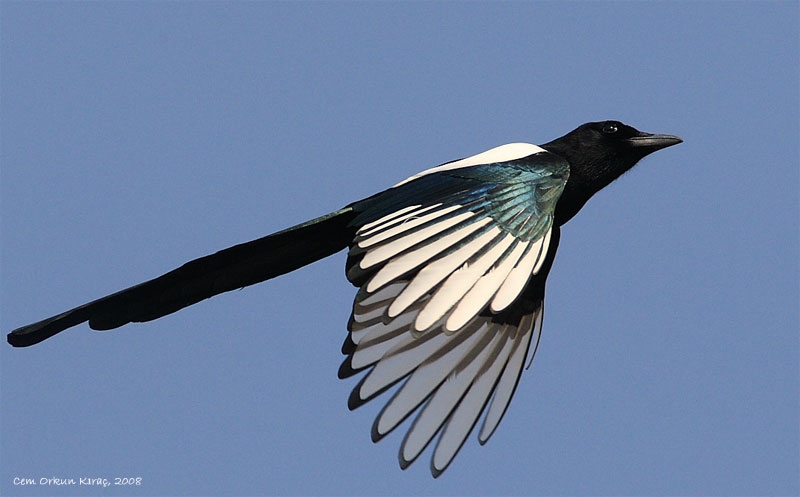Saksağan » Eurasian Magpie » Pica pica