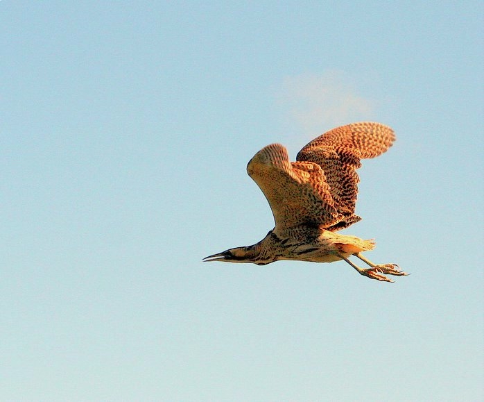 Balaban » Eurasian Bittern » Botaurus stellaris