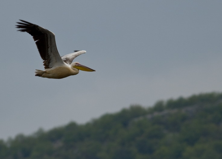 Ak pelikan » Great White Pelican » Pelecanus onocrotalus