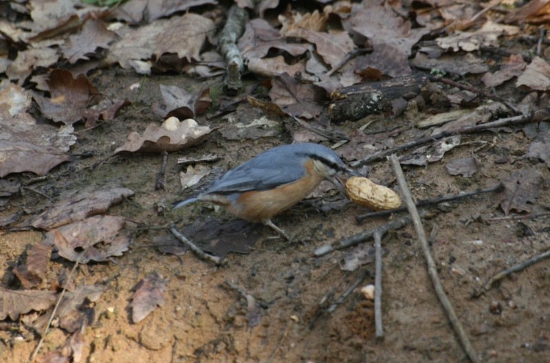 Sıvacı » Eurasian Nuthatch » Sitta europaea
