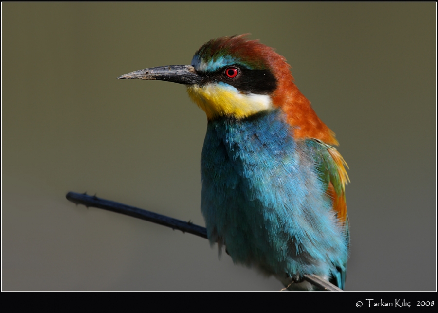 Arıkuşu » European Bee-eater » Merops apiaster