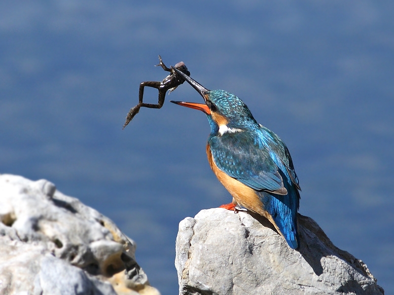 Yalıçapkını » Common Kingfisher » Alcedo atthis