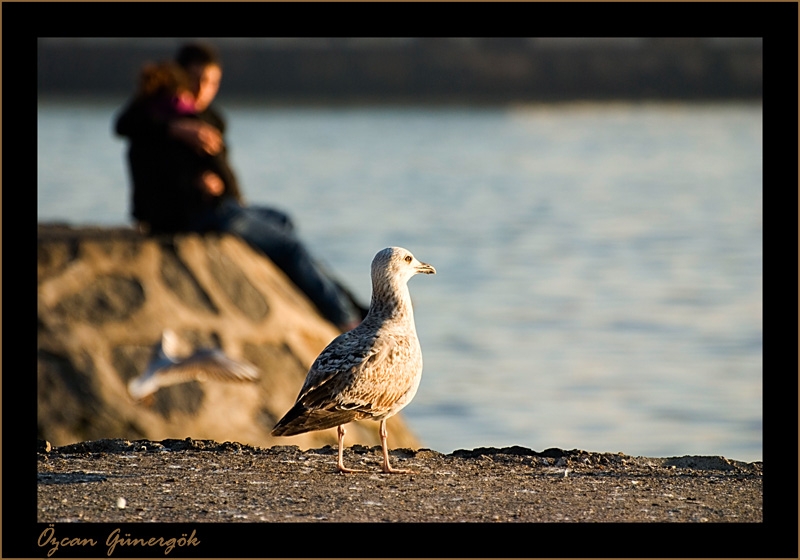 Gümüş martı » Yellow-legged Gull » Larus michahellis