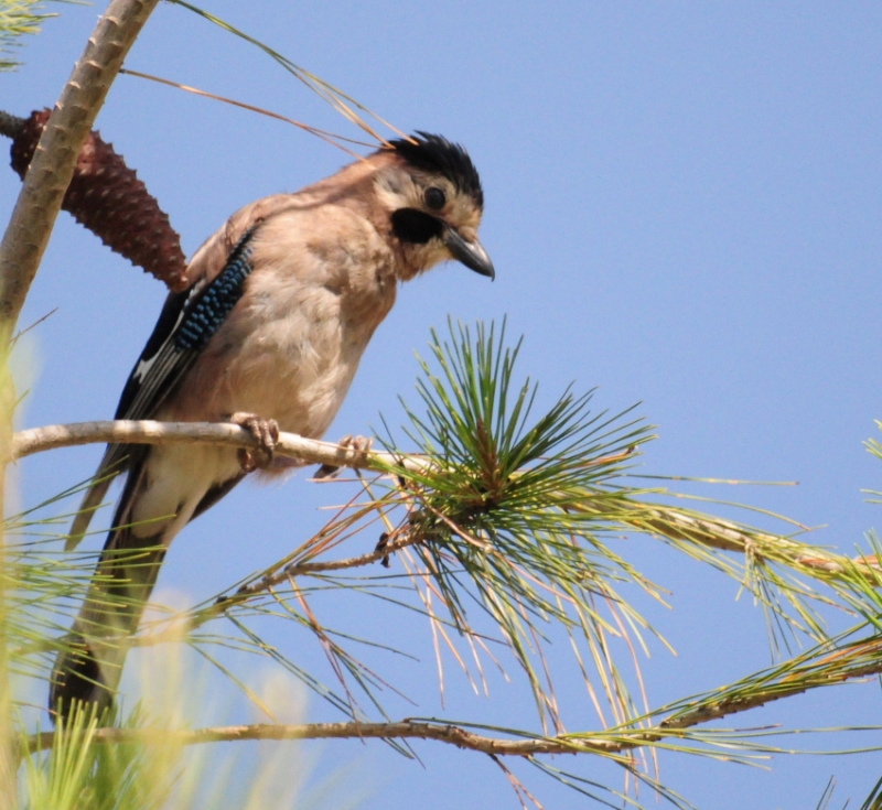 Alakarga » Eurasian Jay » Garrulus glandarius