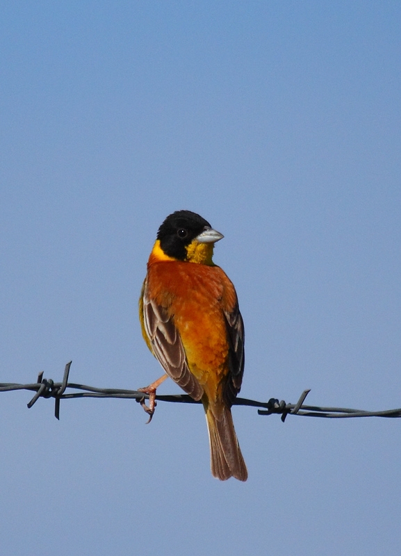 Karabaşlı kirazkuşu » Black-headed Bunting » Emberiza melanocephala