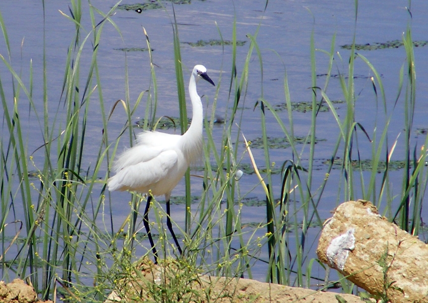 Küçük ak balıkçıl » Little Egret » Egretta garzetta