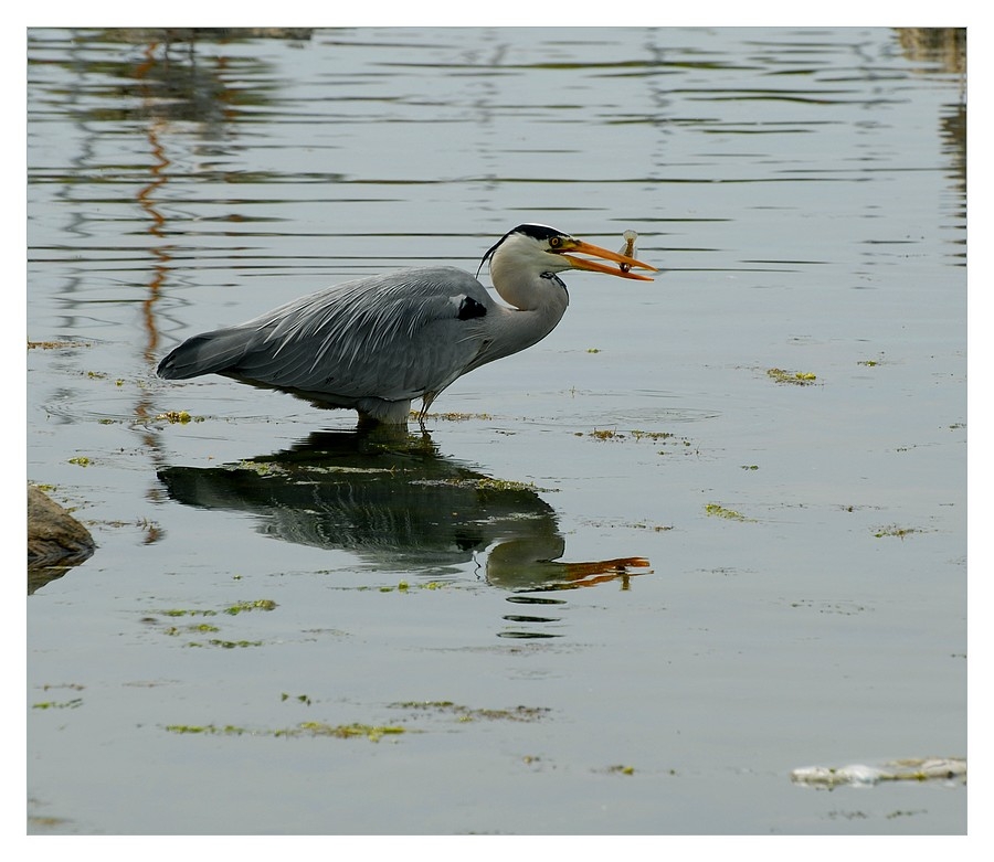 Gri balıkçıl » Grey Heron » Ardea cinerea