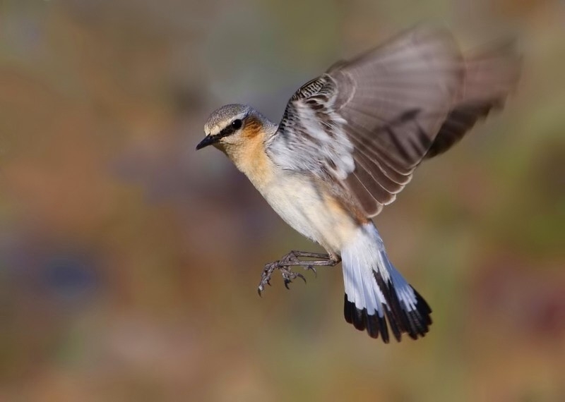 Kuyrukkakan » Northern Wheatear » Oenanthe oenanthe