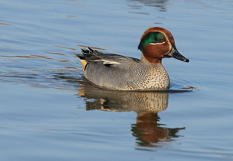 Çamurcun » Eurasian Teal » Anas crecca
