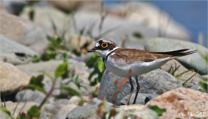 Halkalı küçük cılıbıt » Little Ringed Plover » Charadrius dubius